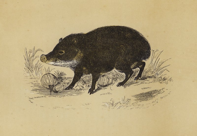 Peccary (barevná litografie) od English School