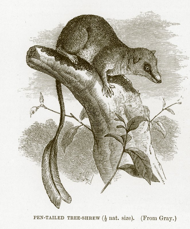 Rejsek stromocasý, ilustrace z Královské přírodní historie od English School