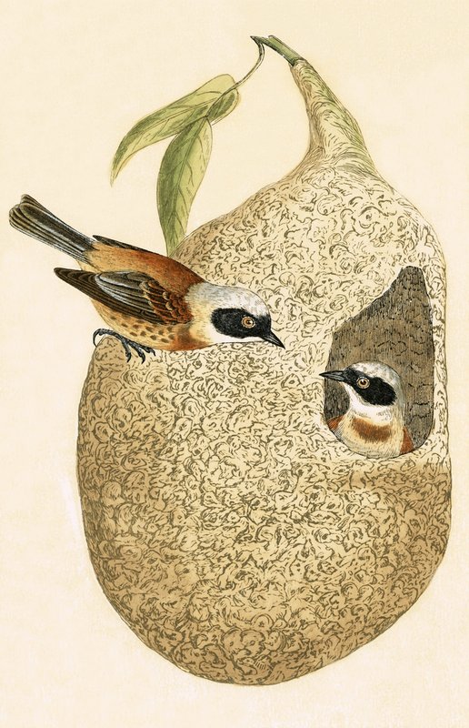 Penduline Tit, ilustrace z „Historie ptáků Evropy nepozorovaných na Britských ostrovech“ od Charlese Roberta Bree (1811-86), vydáno 1867 od English School