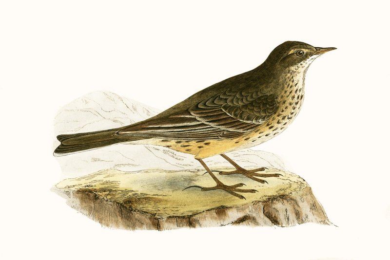Pennsylvanian Pipit, ilustrace z „Historie ptáků Evropy nepozorovaných na Britských ostrovech“ od Charlese Roberta Bree (1811-86), vydáno 1867 od English School