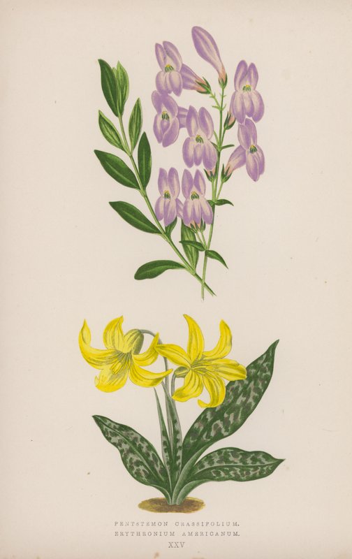 Pentstemon Crassifolium; americké erythronium (barevné litho) od English School