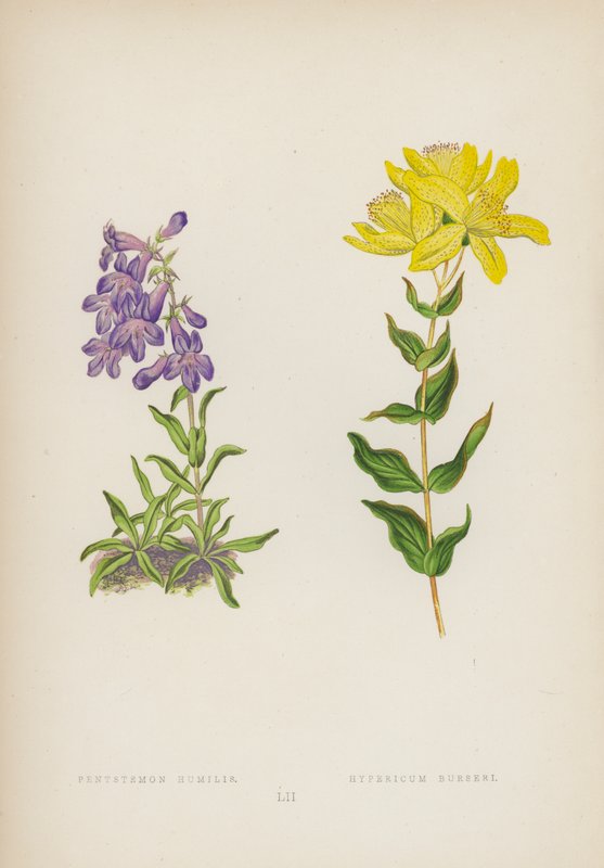 Pokorný Penttemon; Hypericum Burseri (barevné lito) od English School