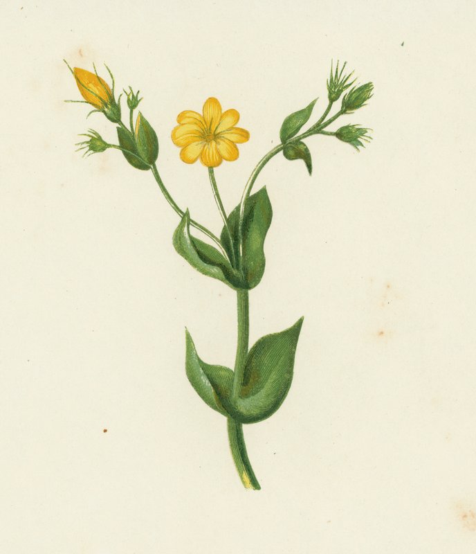 Perfoliate Yellow Wort, Chlora Perfoliata (barva lito) od English School