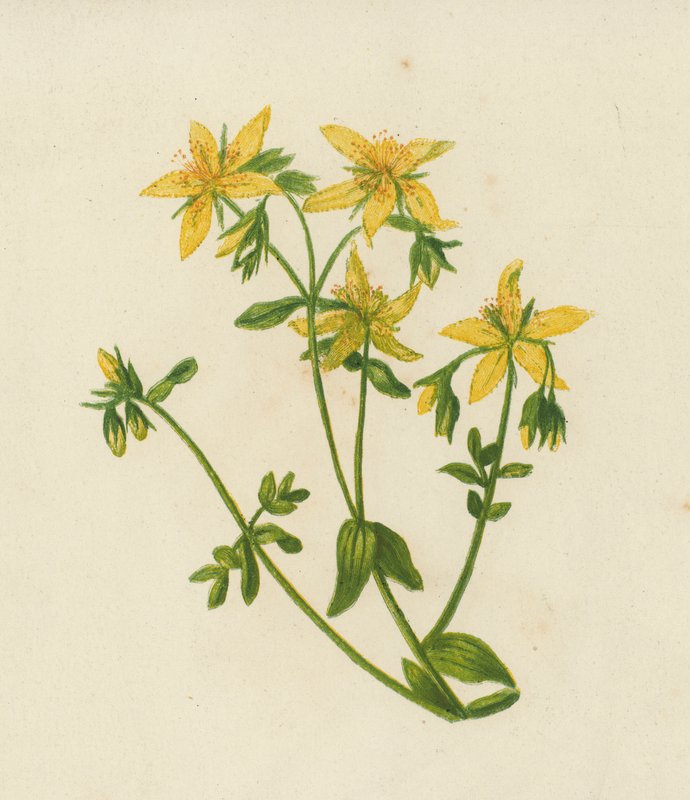 Třezalka tečkovaná, Hypericum perforatum (barevná litografie) od English School