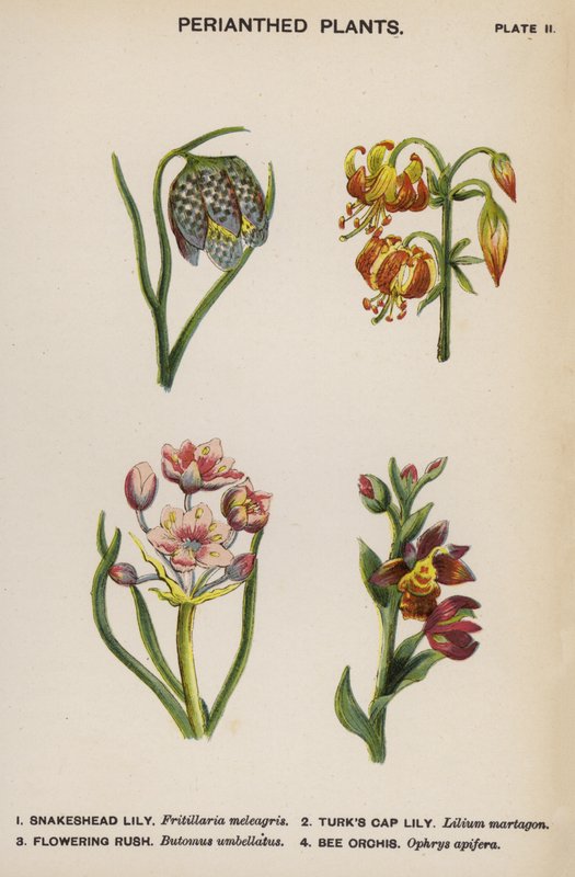 Oboustranné rostliny (barevná litografie) od English School
