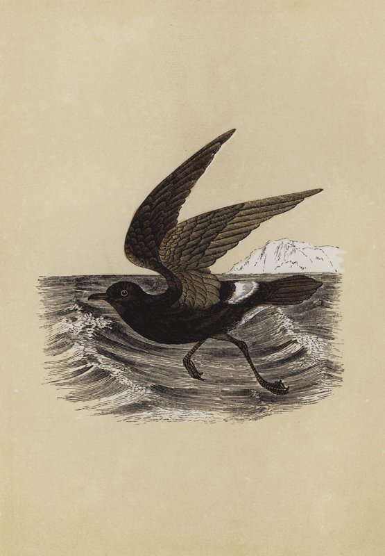 Petrel (barevná litografie) od English School