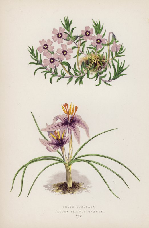 Phlox Subulata; Crocus sativus Greecus (barva lito) od English School