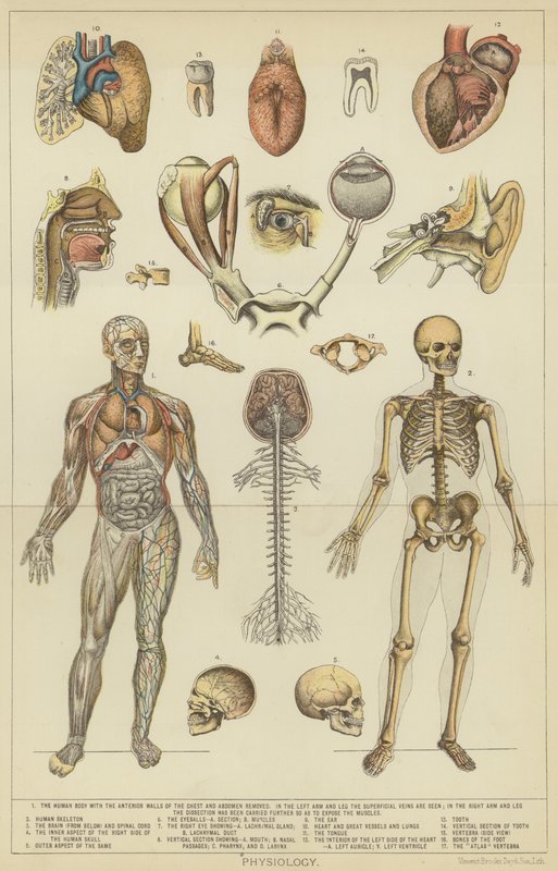 Fyziologie (barevná litografie) od English School