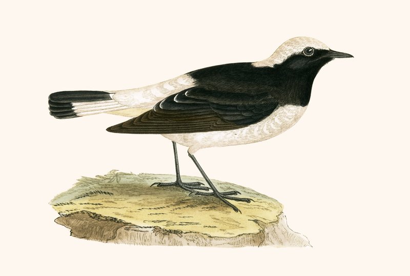 Pěnice vlašská, ilustrace z knihy "A History of the Birds of Europe Not Observed in the British Isles" od Charlese Roberta Bree (1811-86), vydáno 1867. od English School