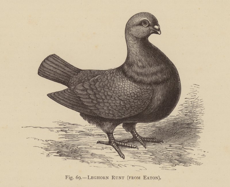 Holubi: Leghorn Runt, od Eatonu (rytina) od English School