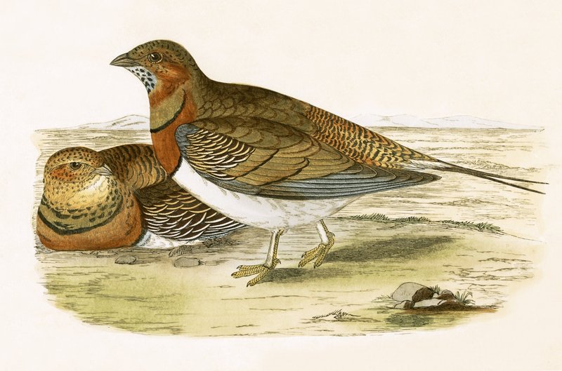 Tetřev hlušec, ilustrace z knihy "A History of the Birds of Europe Not Observed in the British Isles" od Charlese Roberta Bree (1811-86), vydáno 1867. od English School