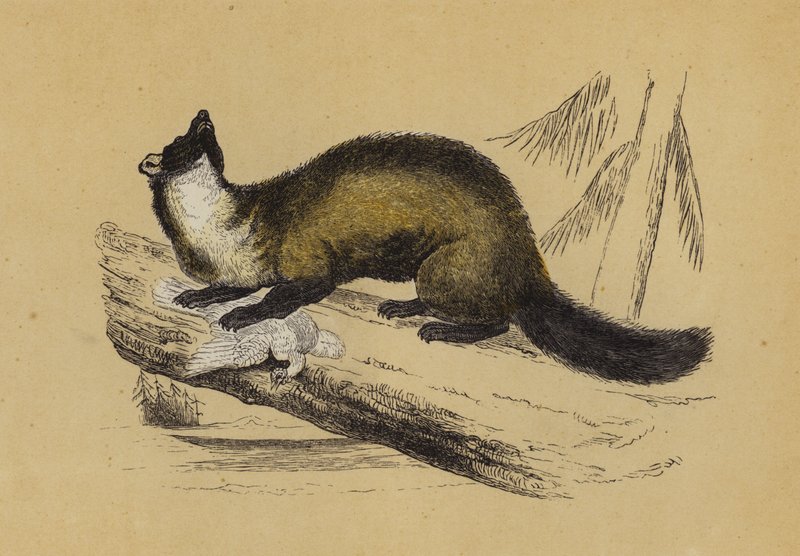 Pine Marten (barevná litografie) od English School