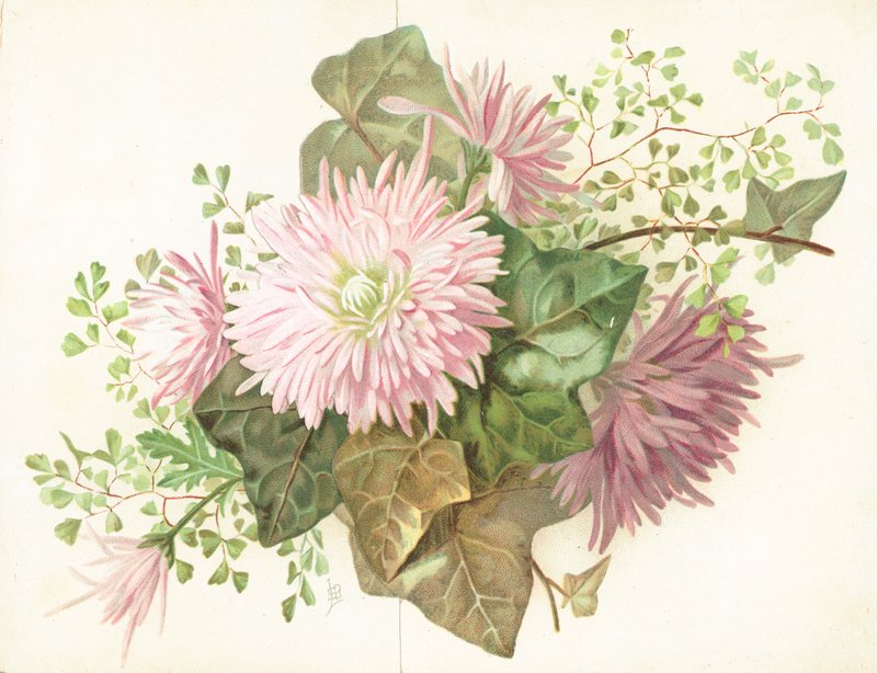 Růžové květy (Dahlia), kard od English School