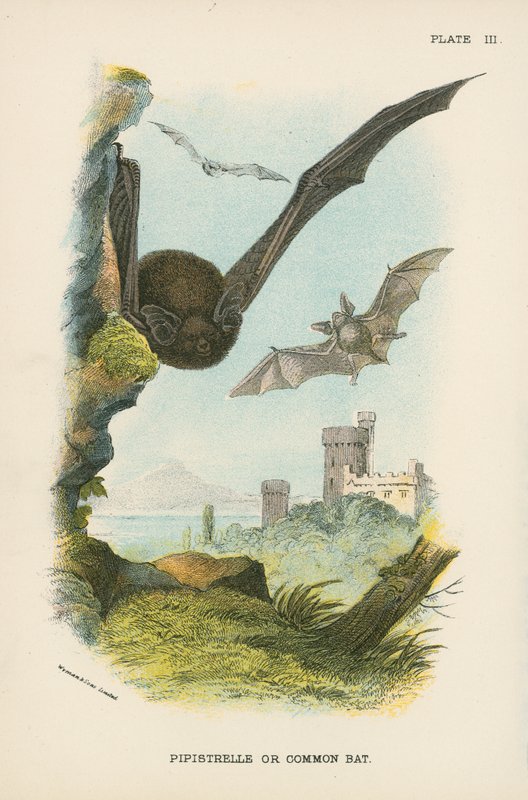Pipistrelle nebo netopýr obecný od English School
