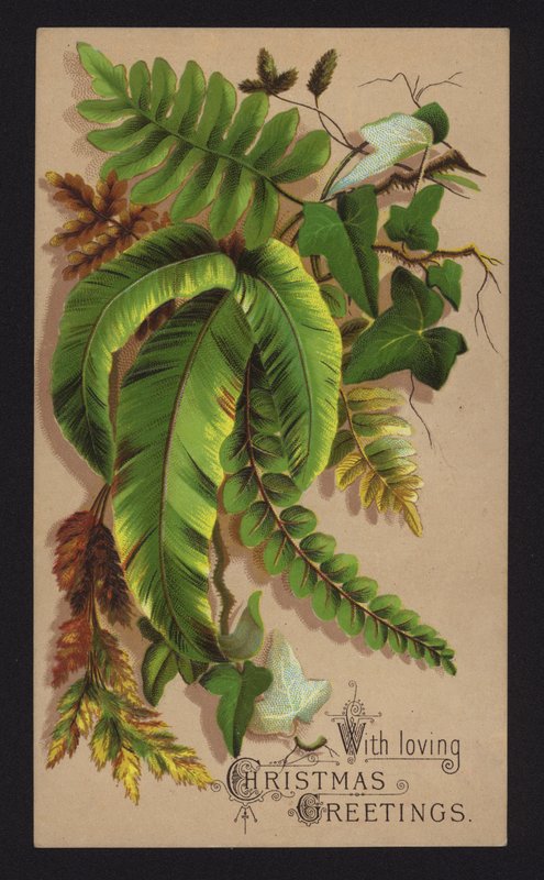 Listy rostlin, vánoční přání, konec 19. nebo začátek 20. století (chromolit) od English School