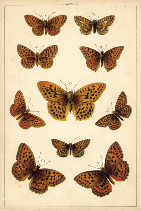 Talíř z motýlů a můr naší země (chromolitho) od English School