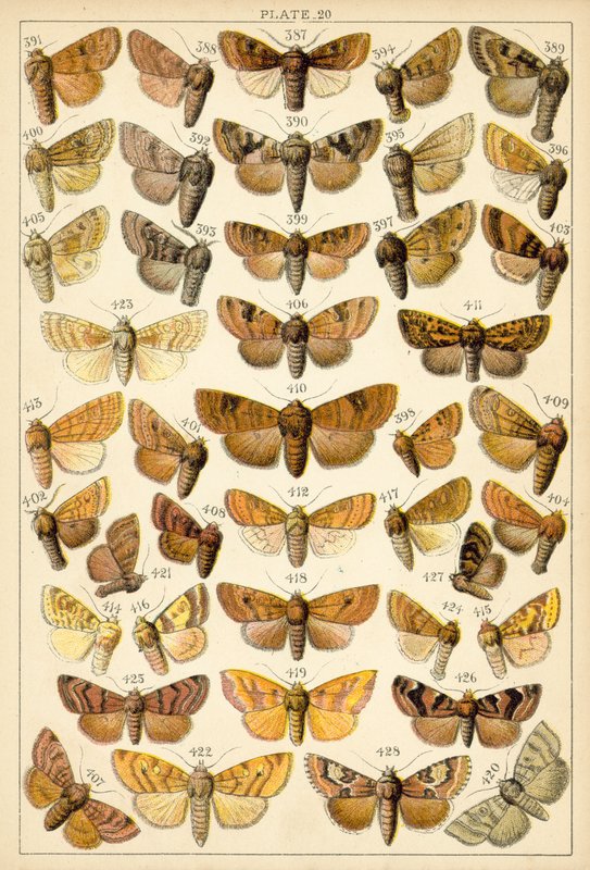 Talíř z motýlů a můr naší země (chromolitho) od English School