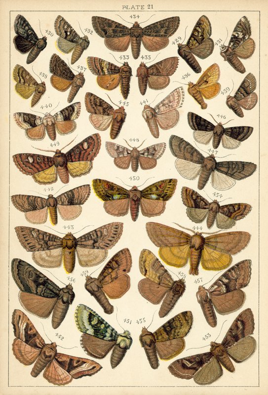 Talíř z motýlů a můr naší země (chromolitho) od English School