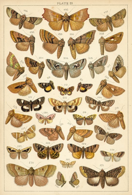Talíř z motýlů a můr naší země (chromolitho) od English School