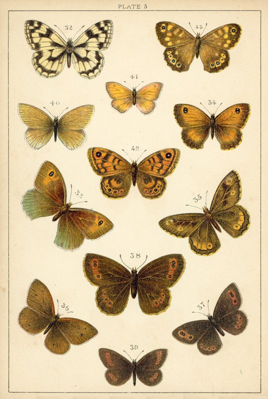 Talíř z motýlů a můr naší země (chromolitho) od English School