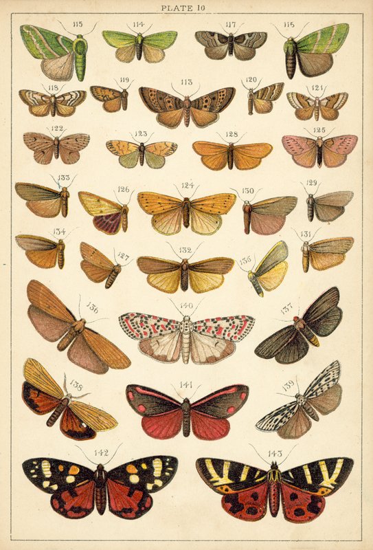 Talíř z motýlů a můr naší země (chromolitho) od English School