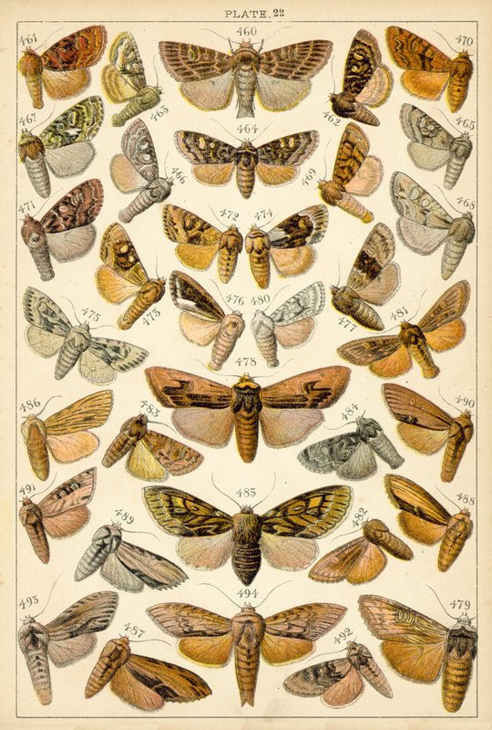 Talíř z motýlů a můr naší země (chromolitho) od English School