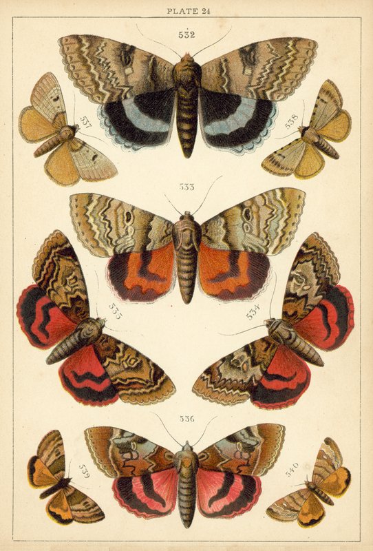 Talíř z motýlů a můr naší země (chromolitho) od English School