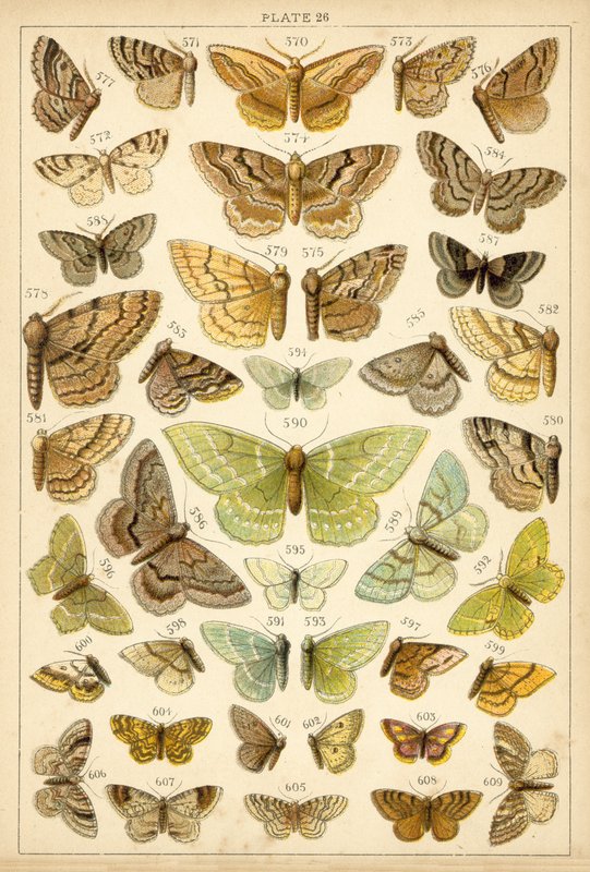 Talíř z motýlů a můr naší země (chromolitho) od English School