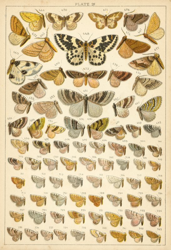 Talíř z motýlů a můr naší země (chromolitho) od English School
