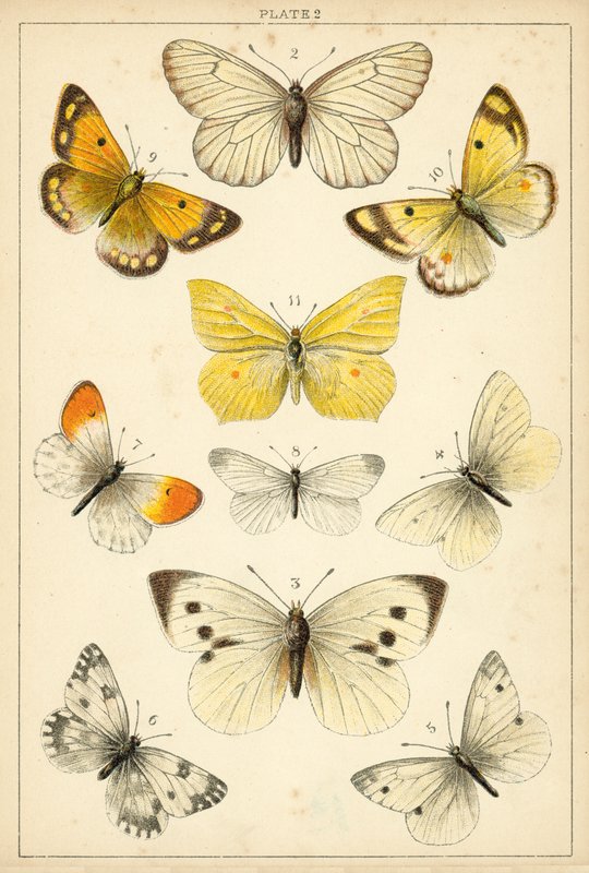Talíř z motýlů a můr naší země (chromolitho) od English School