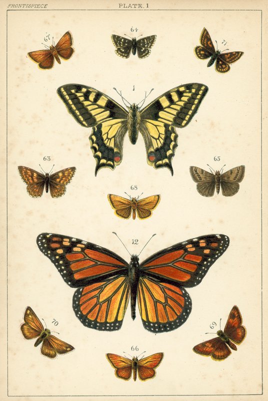 Talíř z motýlů a můr naší země (chromolitho) od English School