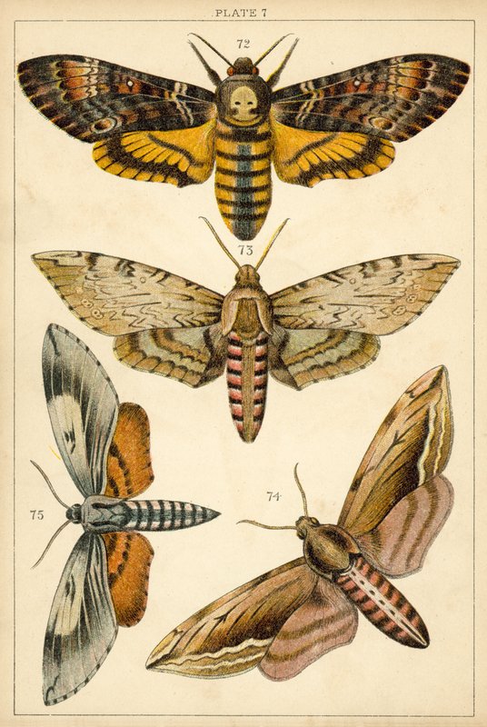 Talíř z motýlů a můr naší země (chromolitho) od English School