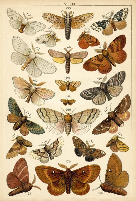 Talíř z motýlů a můr naší země (chromolitho) od English School