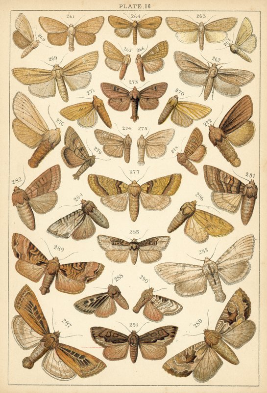 Talíř z motýlů a můr naší země (chromolitho) od English School