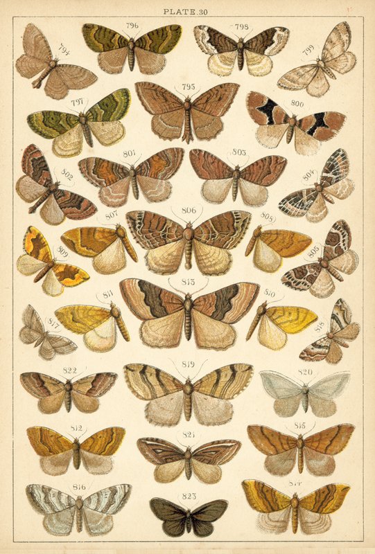 Talíř z motýlů a můr naší země (chromolitho) od English School