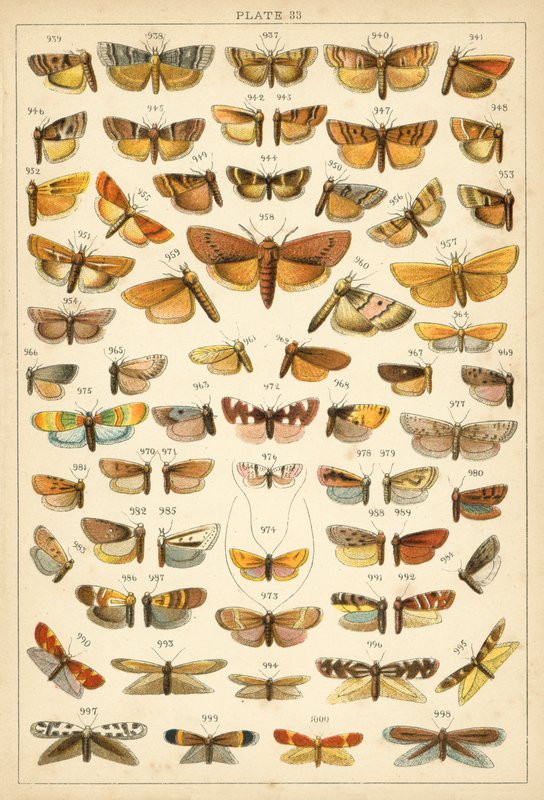 Talíř z motýlů a můr naší země (chromolitho) od English School