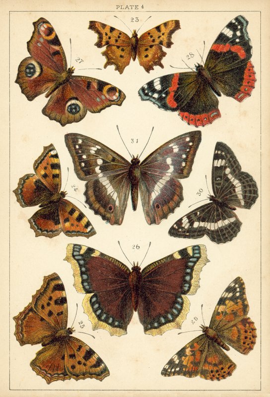 Talíř z motýlů a můr naší země (chromolitho) od English School