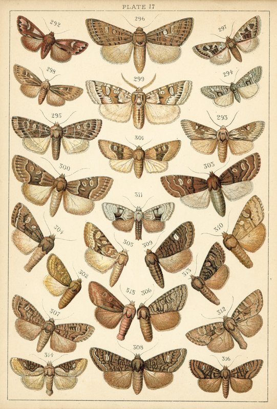 Talíř z motýlů a můr naší země (chromolitho) od English School