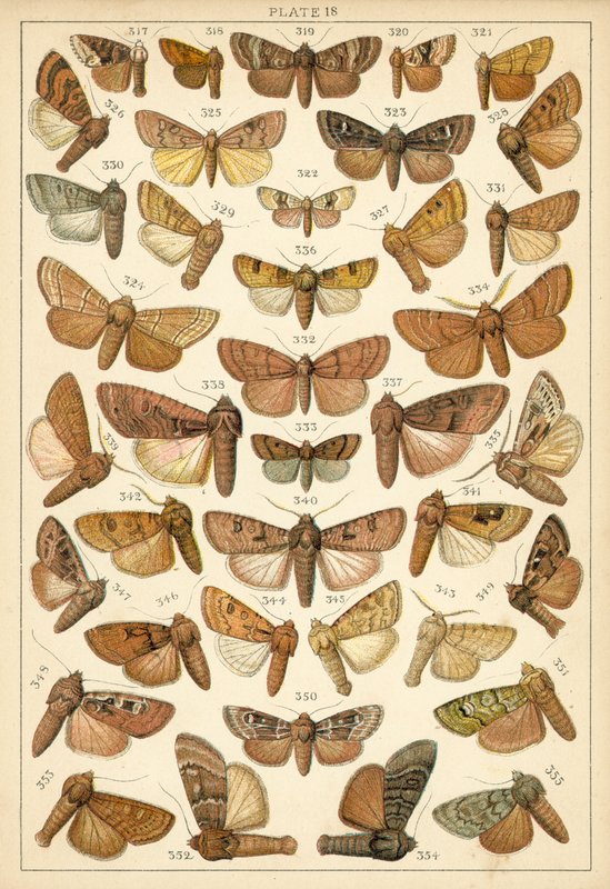 Talíř z motýlů a můr naší země (chromolitho) od English School