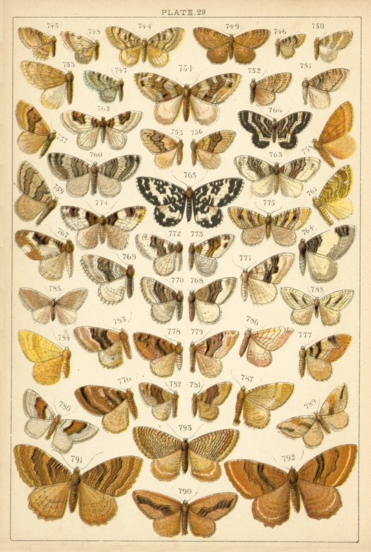 Talíř z motýlů a můr naší země (chromolitho) od English School