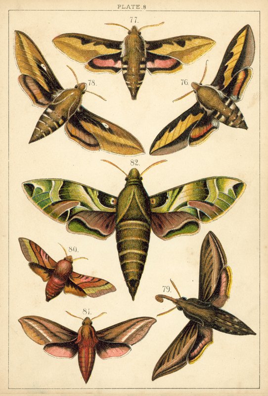 Talíř z motýlů a můr naší země (chromolitho) od English School