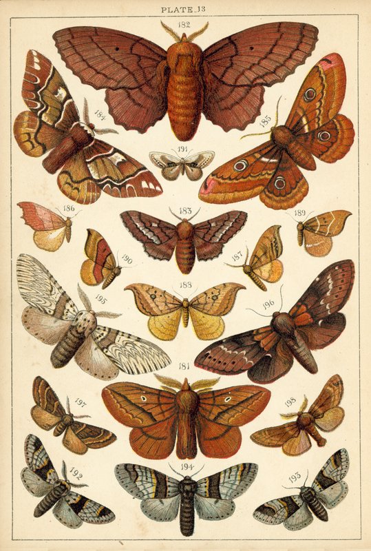 Talíř z motýlů a můr naší země (chromolitho) od English School