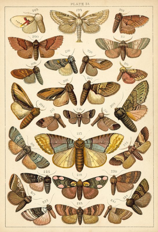 Talíř z motýlů a můr naší země (chromolitho) od English School