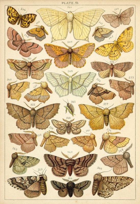 Talíř z motýlů a můr naší země (chromolitho) od English School