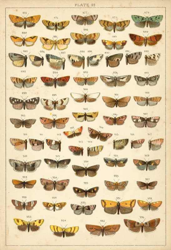Talíř z motýlů a můr naší země (chromolitho) od English School
