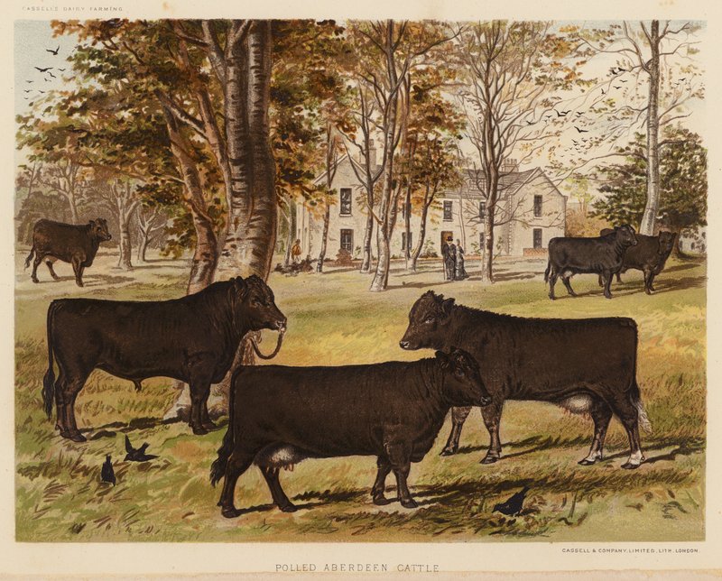 Poled Aberdeen Cattle (barevná litografie) od English School