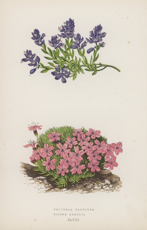 Polygala Calcarea; Silene Acaulis (barevná litografie) od English School