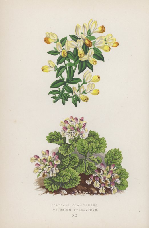 Polygala Chamaebuxus; Teucrium Pyrenaicum (barevná litografie) od English School