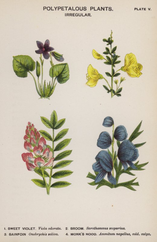 Polypetalous rostliny, nepravidelné (barevně lito) od English School