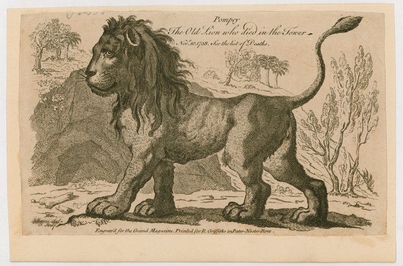 Pompeius, nejoblíbenější lev v Tower of London. 1758 od English School